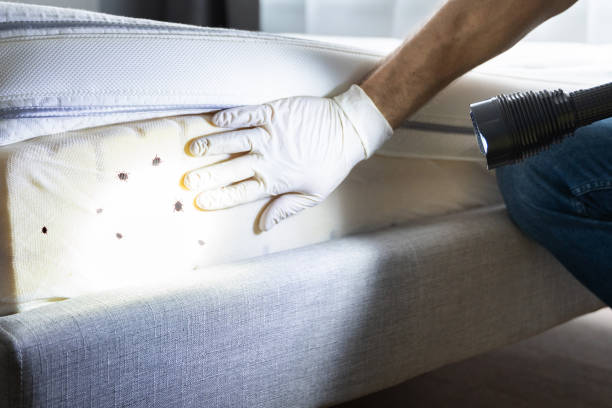 Best Residential Pest Control  in Corning, AR