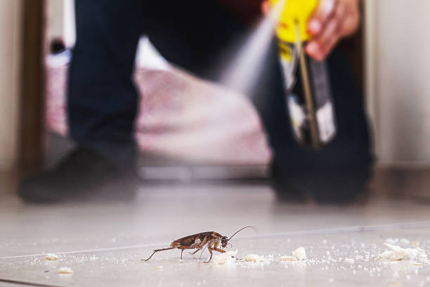 Best Emergency Pest Control  in Corning, AR